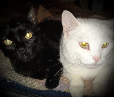 Beast Lee & Stormy Ray