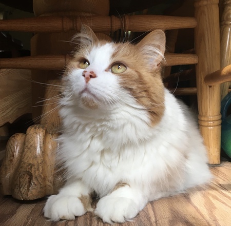 Milo