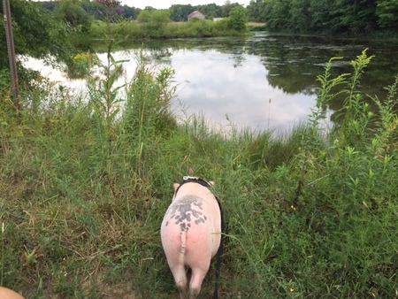 Ziffel at the pond