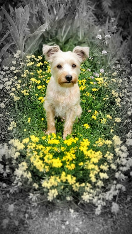 Pippin