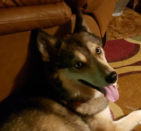 WOLFIE