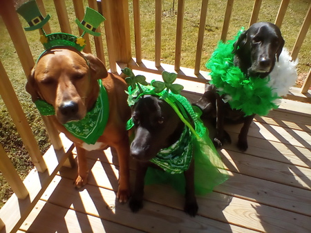 Reuben, Shylo, Shelby