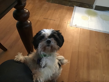 Izzy