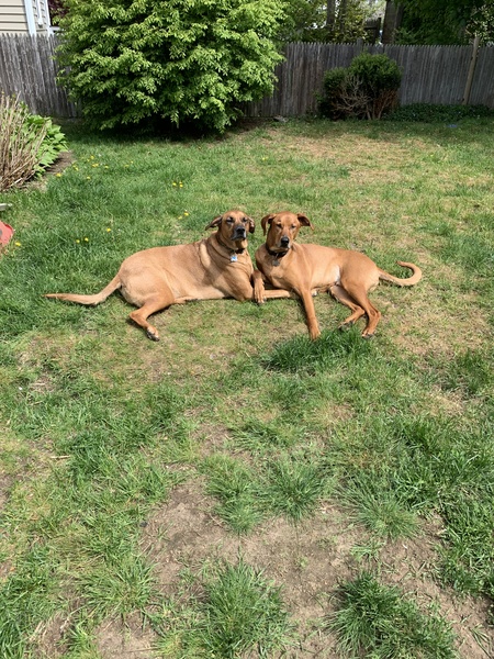 Scout and Rider