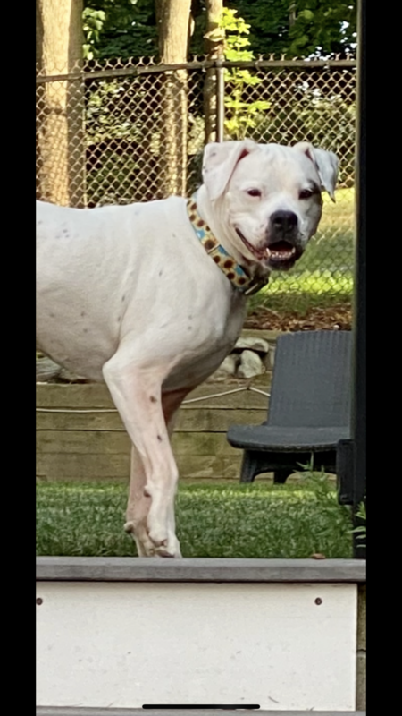 Sookie