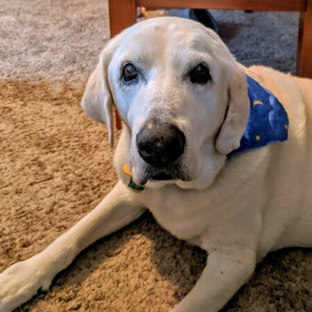 Sampson