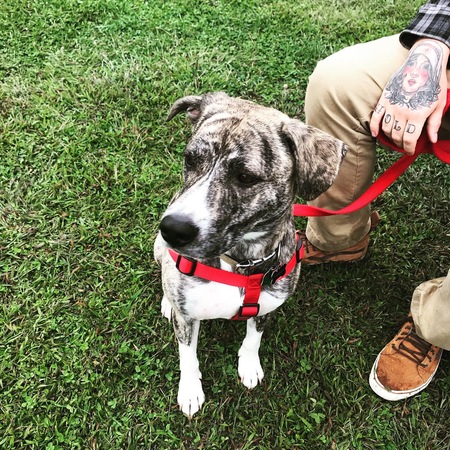 Finn 
