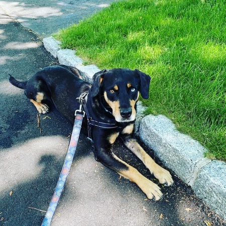Honey (aka Half-Pint/Swampy)