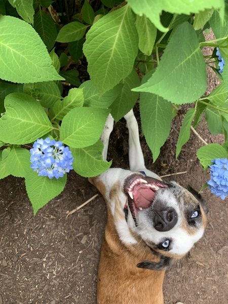 Millie