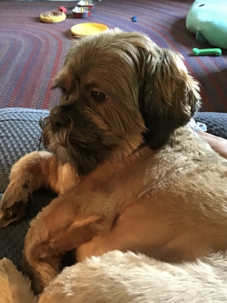 Buddy 