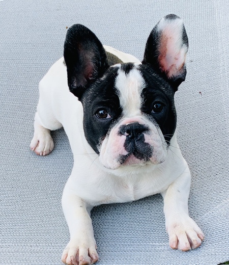 Cannoli 