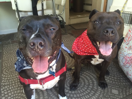 Monkey & Rocky aka the chocolate bears