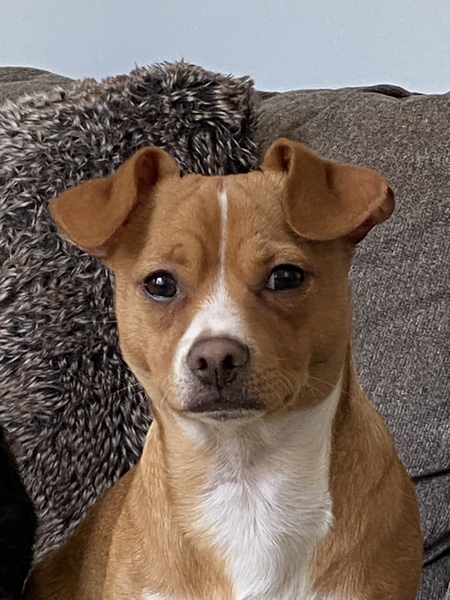 Rex