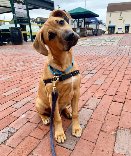 Oliver