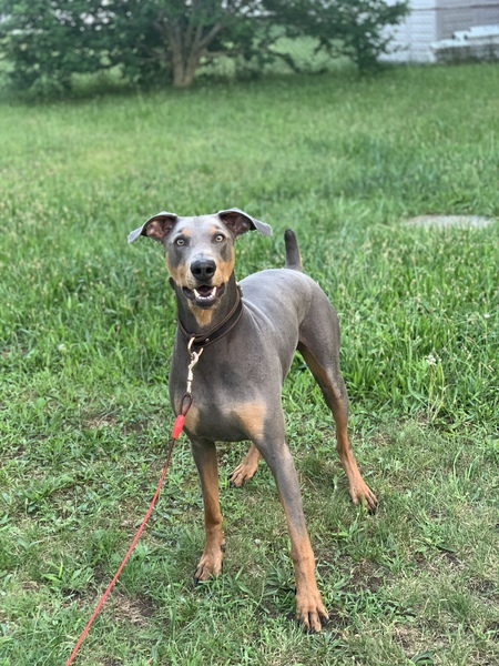 Gunner