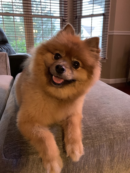 Ginger