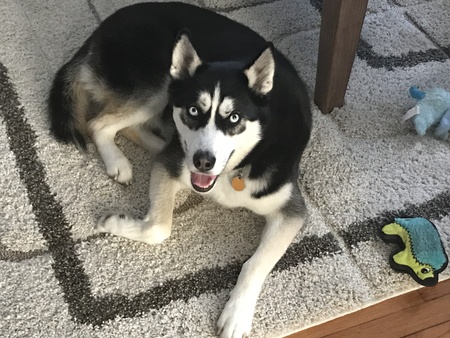 Caesar