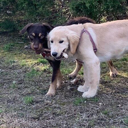 Koda  and Violet