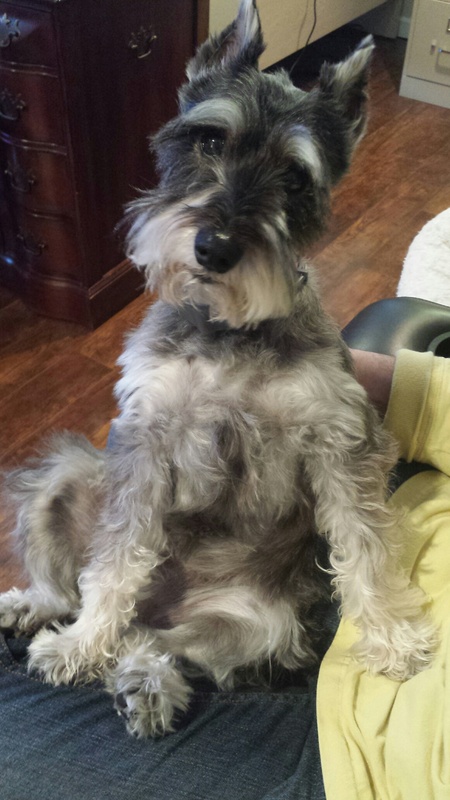 Katrinka von Schnauzer