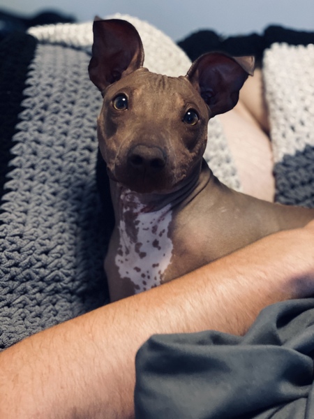 Floki