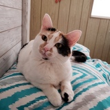 Entry image for Kiki