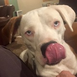 Entry image for Frank