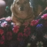 Entry image for Snickers