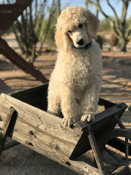 Entry image for Maverick . Clicking this image will show a larger photo