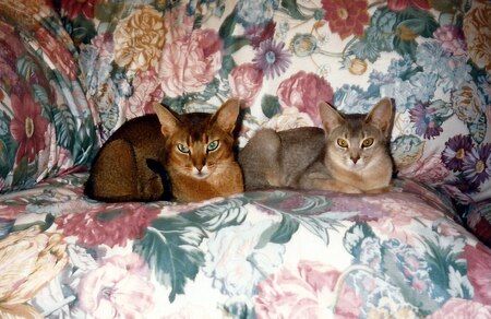 Entry image for Jasper and Emma Lou. Clicking this image will show a larger photo