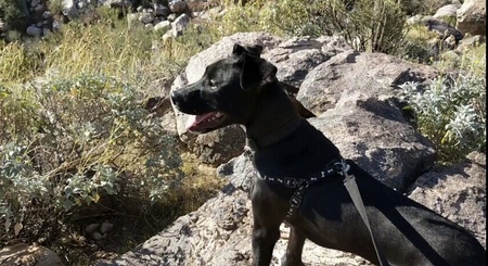 Entry image for Jax . Clicking this image will show a larger photo
