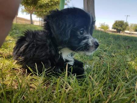 Entry image for Timmy. Clicking this image will show a larger photo