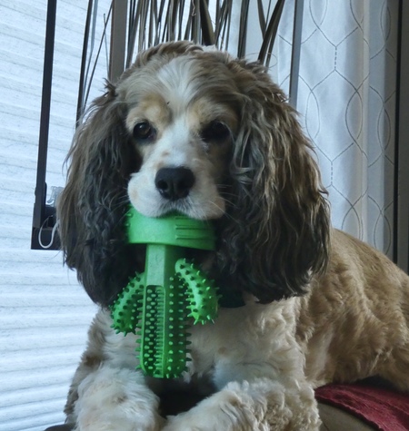 Entry image for LuLu. Clicking this image will show a larger photo