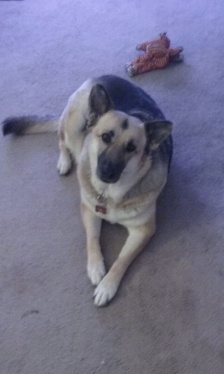 Entry image for Daisy. Clicking this image will show a larger photo