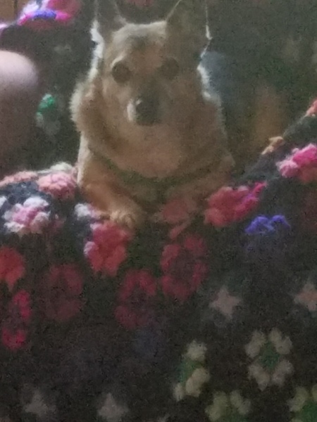 Entry image for Snickers. Clicking this image will show a larger photo