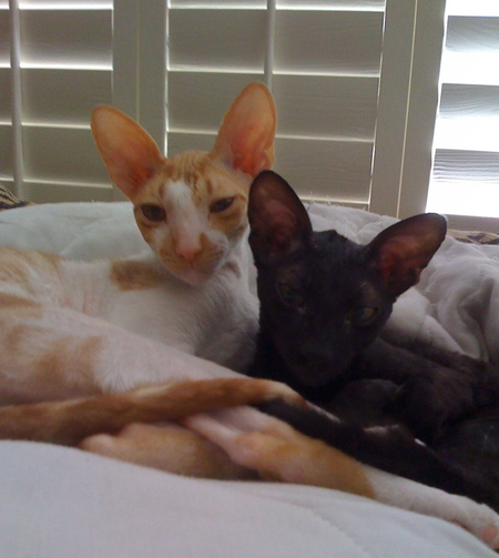 Entry image for Sunny & Shadow. Clicking this image will show a larger photo