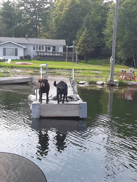 Entry image for Rusti and Pirate. Clicking this image will show a larger photo