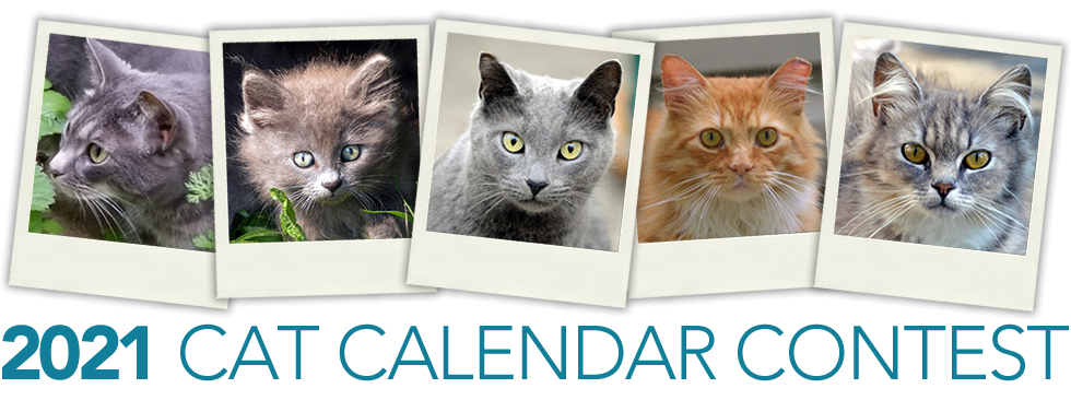 Alley Cat Advocates 2021 Cat Calendar Contest