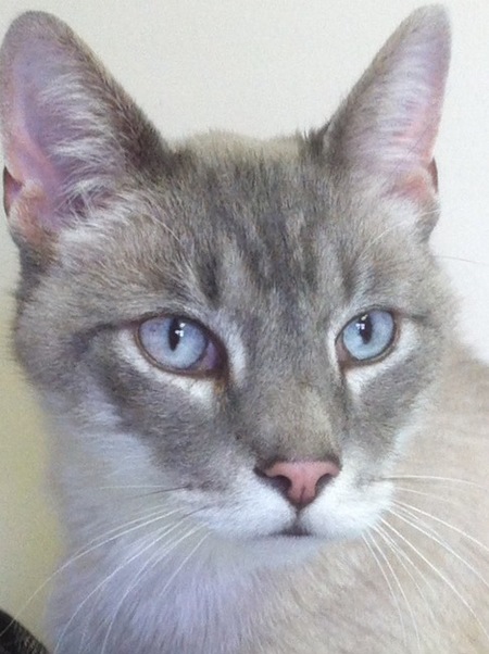 Pyewacket