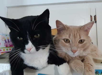 Goose & Maverick
