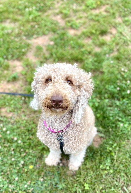 Rosie