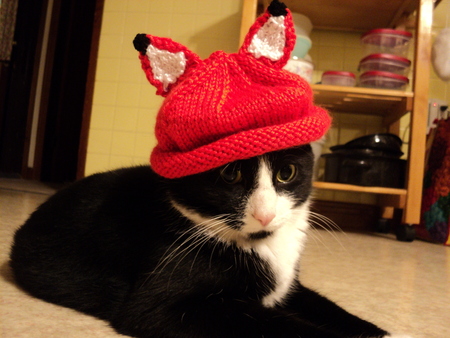 Hat on a Cat