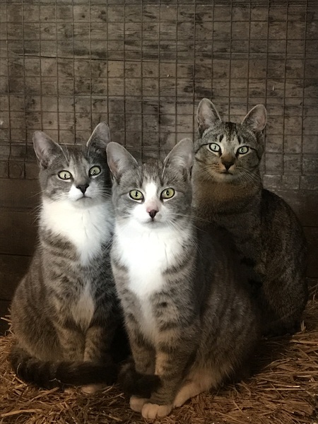 Winkin, Blinkin and Nod