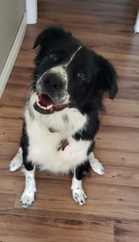Louie