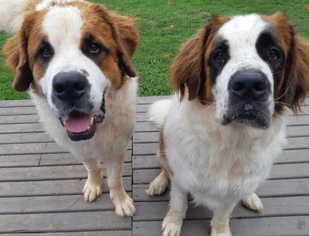 Bear & Jojo