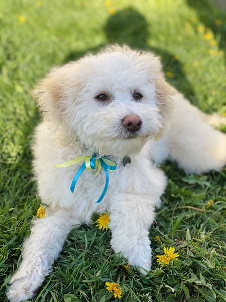 Sully