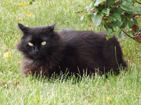 Blackie