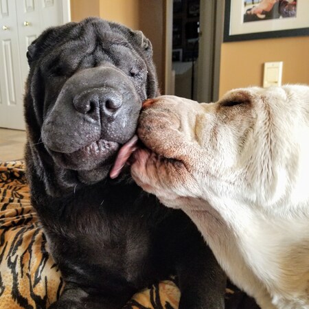 Ya ya & Jelly Roll