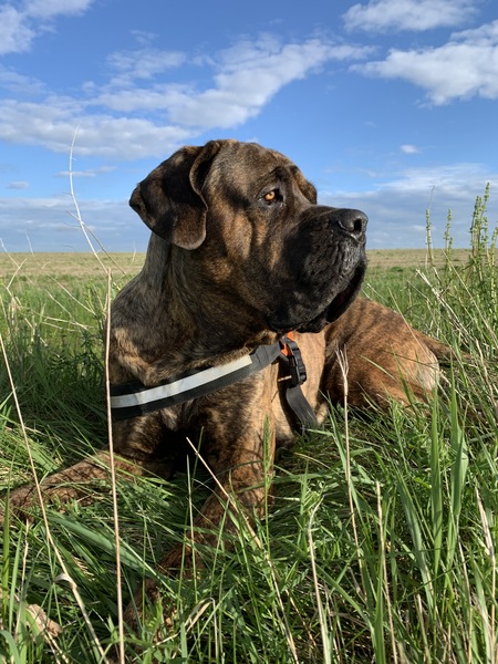 Gus 