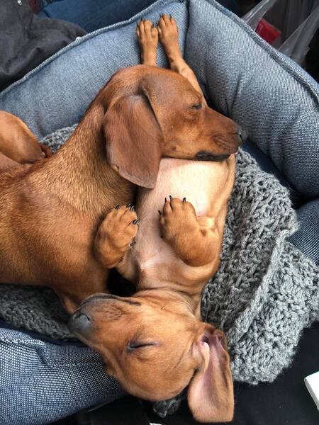 Willow and Gus Gus