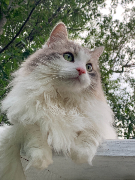 Harley